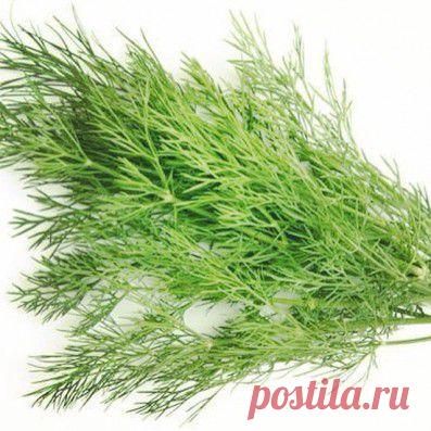 Статьи - Полезная зелень: укроп – Палеодиета: Первобытный прорыв