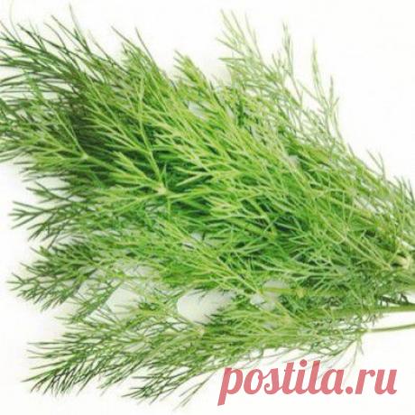 Статьи - Полезная зелень: укроп – Палеодиета: Первобытный прорыв