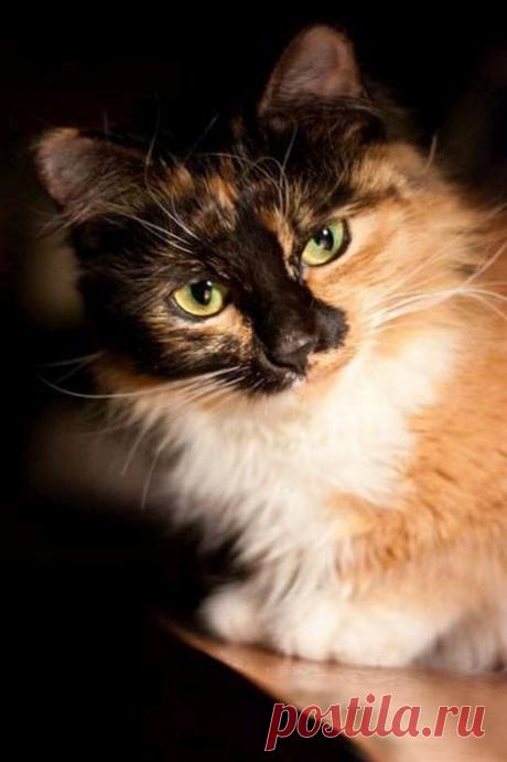 Новая жизнь сбитой кошки / Питомцы