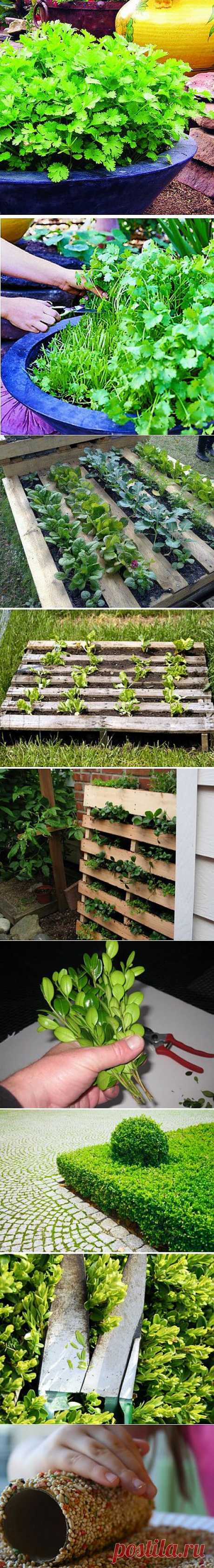 Советы огородникам и садоводам.