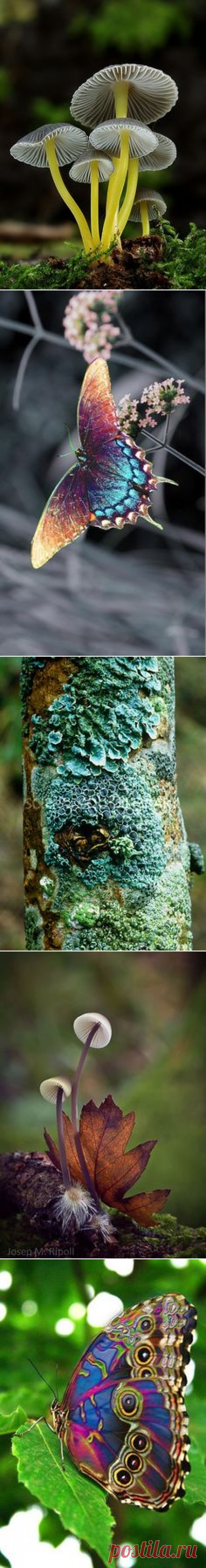 (1194) euph0r14:macro | Fairy of forest | by viarenicholga | https://ift.tt/1Dfw9tz | Nature