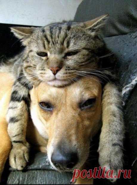 Дружба кошек и собак