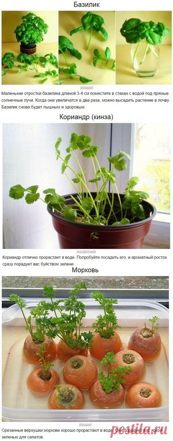 Овощи, которые можно раз купить, потом выращивать постоянно!