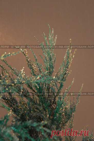 Close-Up of Evergreen Plant with Frozen Water Droplets Стоковое фото, фотограф Ilaronsia / Фотобанк Лори