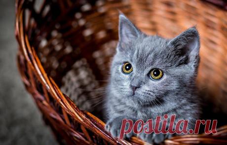 Что будет, если поцеловать своего питомца? Глисты будут
«Я понимаю, что ты меня любишь, но только не целуй. И руки после того, как погладишь, помой». «Я понимаю, что ты меня любишь, но только не целуй. И руки после того, как погладишь, помой». Где-то на просторах нашла видео, где хозяева целовали своих питомцев и с умилением наблюдали за их разнообразными реакциями. Всё действо объединялись […]
Читай дальше на сайте. Жми подробнее ➡