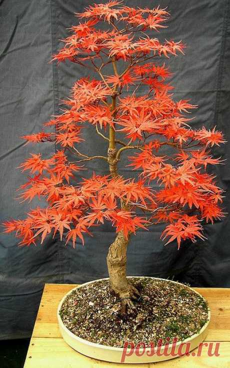 Bonsai Spring Seigen Maple ~ Acer Palmatum,  
flickr от johnbaz77   |  Pinterest • Всемирный каталог идей
