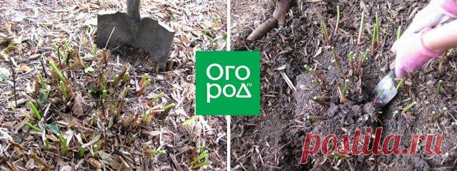 Что делать с пионами в августе: обрезка, деление, посадка и другие важные работы