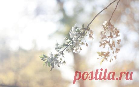 Обои :: свет, Париж, природа, солнце, деревья, цветы, старинный, листья, лето, на улице, spring, blossoms, cherries, боке, dreams, April, flare, Soft light, smooth