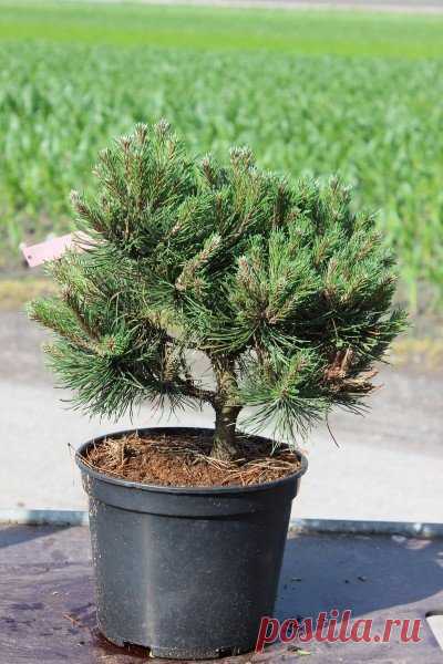 Красивые и выносливые: 8 растений, которым не страшен наш климат Наш климат — не самый благоприятный для земледелия. Но есть немало растений, которые прекрасно себя чувствуют в таких условиях. Мы попросили экспертов ландшафтной студии Derevo Park рассказать о самых интересных из них...