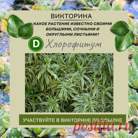 Какое растение известно своими большими, сочными и округлыми листьями? - Узнайте правильный ответ в нашей викторине по ссылке