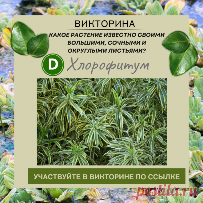 Растения, которые обогащают воздух кислородом. Условия роста растений. Что такое воздушное питание растений биология 6. Растения нижегородского луга. Известно что растение.