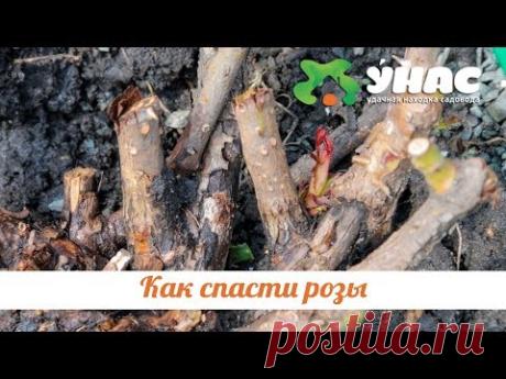 Как спасти розы после неудачной зимовки. ТК УНАС