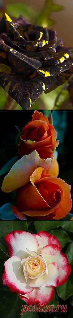 Pinterest