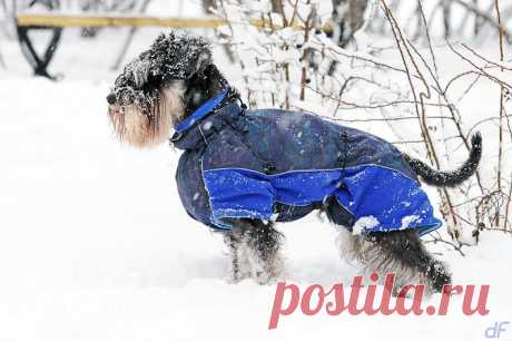 Полукомбинезон для цвергшнауцера изготовленный по лекалам НЮАНСа