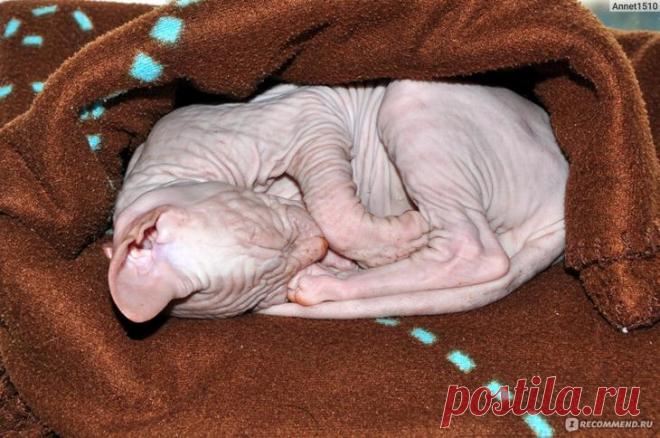 25 фото, доказывающих, что Сфинксы — это совсем не «Фууу!», а очаровательные милые котики