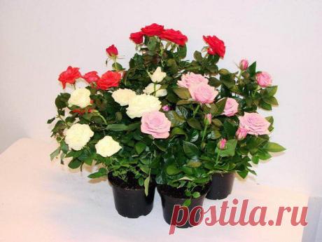 ЛЕДИ-ФЕЯ | Уют. Рукоделие. Декор дома и сада