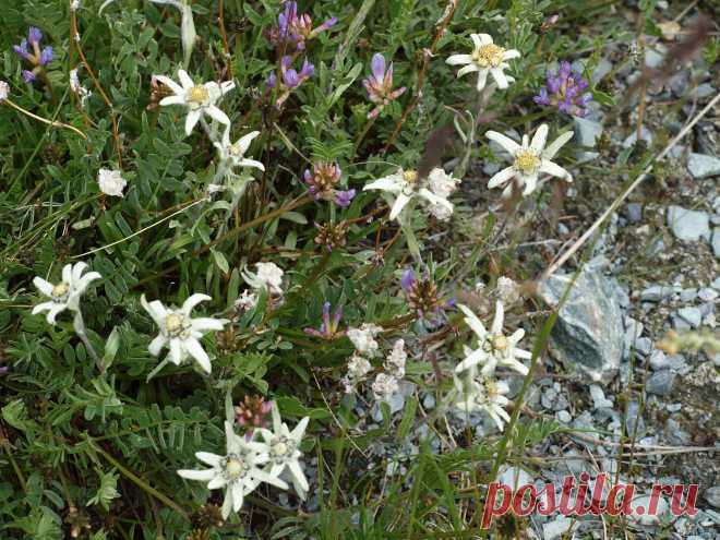 Красота. Эдельвейсы.