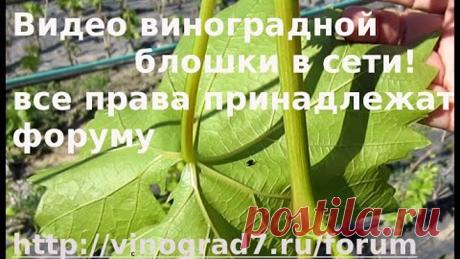 (13) Одноклассники