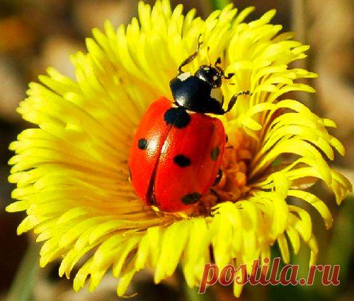 сообщение BARGUZIN : Древняя легенда о Мать - и - мачехе (08:53 20-05-2014) [3509984/325105816] - rain.73@mail.ru - Почта Mail.Ru