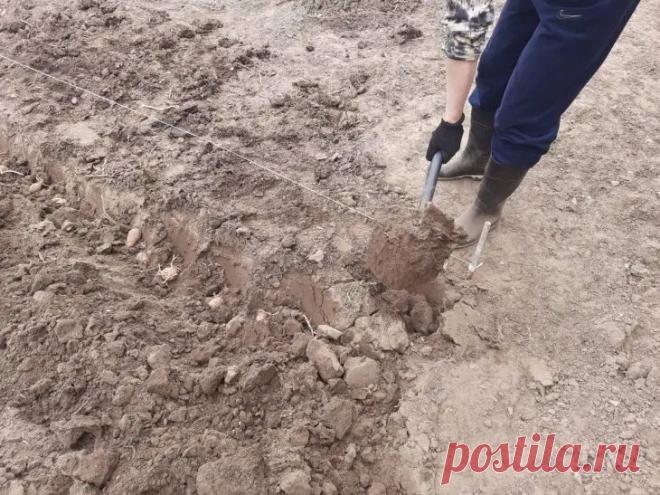 Как понять, что земля отдохнула: признаки, по которым она сама просится на посадки. Огородники часто спорят, сколько лет нужно давать почве «передышку».