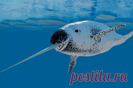 КТО РОДИЛСЯ СЕГОДНЯ?

 17 ноября
Ваш тотем Нарвал. Это морской единорог.