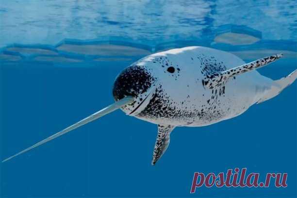 КТО РОДИЛСЯ СЕГОДНЯ?

 17 ноября
Ваш тотем Нарвал. Это морской единорог.