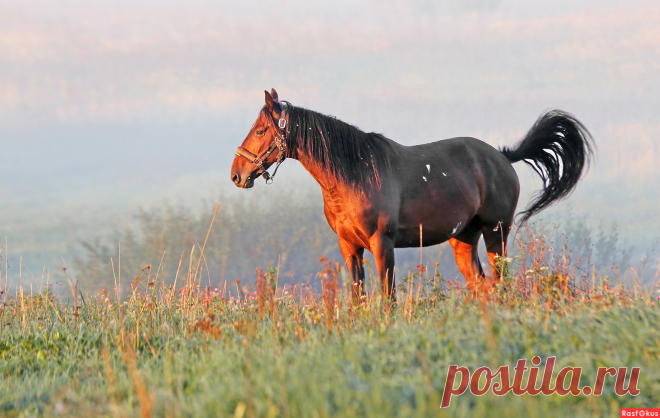 Фото: Вышел из тумана. Фотолюбитель Екатерина Липатова. Фото животных. Фотосайт Расфокус.ру