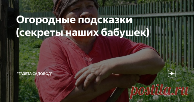 Огородные подсказки (секреты наших бабушек) Множество секретов успешного приусадебного земледелия, унаследованных из стародавних времен, хранят и применяют на практике деревенские старушки, вся жизнь которых связана с землей. Секреты их, на первый взгляд, незатейливы, но помогают экономить силы и время и получать более ранний и более высокий урожай. Хочу поделиться несколькими бабушкиными советами, привезенными из Псковской области.
Весной, когда снег уже сошел, а земля к ...