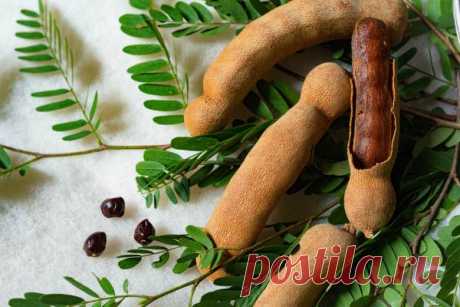 Тамаринд: что это такое, полезные свойства, применение (паста), сладкий ли вкус, как его есть и чем заменить фрукт, как растет и выглядит дерево