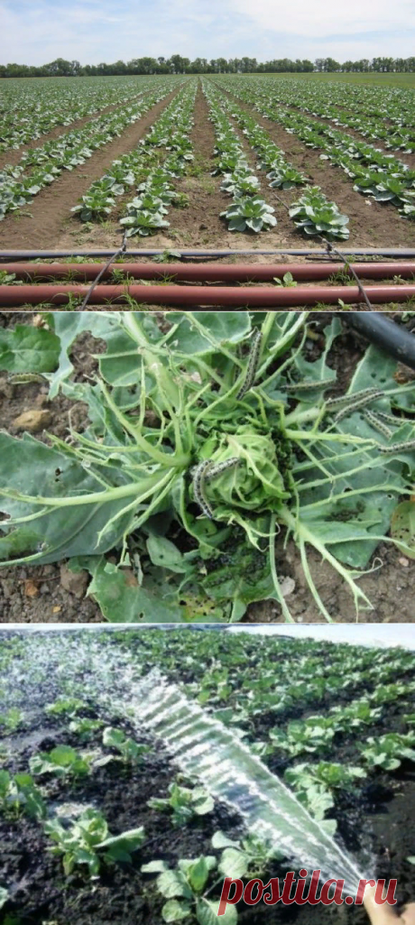 Почему у капусты скручиваются листья: причины, что делать