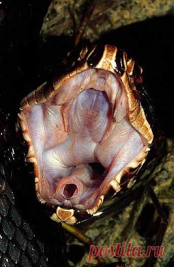 Cottonmouth (Agkistrodon piscivorus), Cypress swamp, Florida, USA.