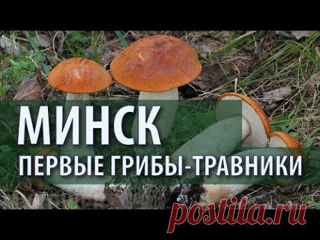 Грибы-травники. Подосиновик, дубовик, свинушка, навозник, трутовик серно-жёлтый. РБ Минск 30.05.2024 - YouTube
