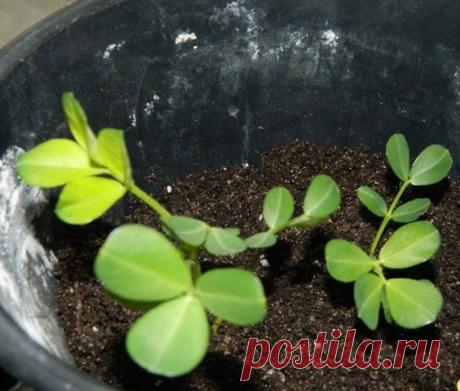 Как вырастить земляной орех - арахис

Мне всегда (также как и другим дачникам) хотелось вырастить что-то такое на участке, что удивило бы моих соседей. Живу в Подмосковье и как-то прочитала статью, что вырастить земляной орех-арахис можно и в Подмосковье. Это было в конце марта и я недолго думая пошла на наш рынок, где я всегда покупаю орехи для еды. А сама подумала, ну сколько уже эти орехи пролежали, наверное же нужен свежий урожай? Поэтому оставляя 1% на то что что-то м...