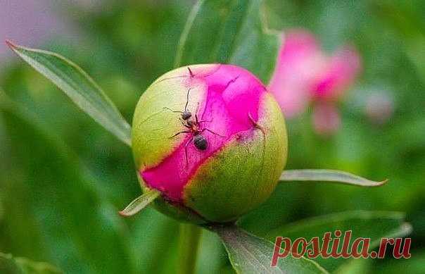 Одноклассники