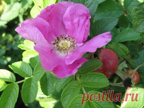 Шиповник посадка и уход на даче. Садовник ПРО