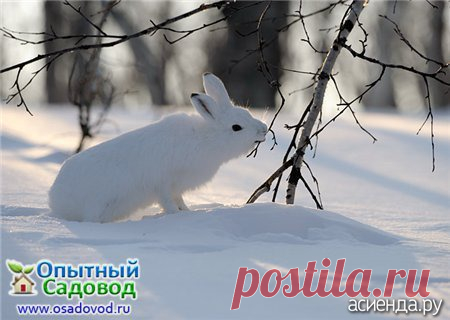 Если зайцы погрызли деревья: Группа Плодовые деревья и кустарники