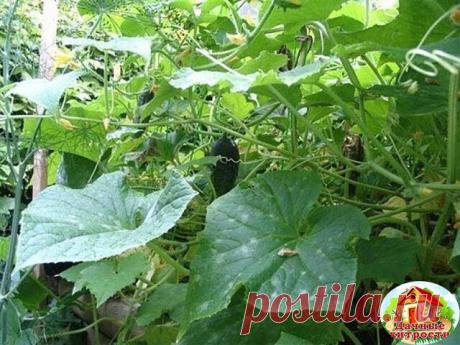 ОГУРЦЫ НЕ ХОТЯТ РАСТИ. ПРИЧИНЫ И РЕШЕНИЯ 

Существует множество причин: 
Причина может таится в сроках высадки. Увы, сейчас эту проблему исправить уже нельзя, но тем, кто собирается заняться выращиванием огурцов на следующий год, мы напомним, что высаживать их необходимо, когда среднесуточная температура за окном будет на уровне 10-15 градусов, ну а если семена перед посевом обработать раствором марганцовки, то растения, из них выращенные будут более здоровыми. 
Следующая ...