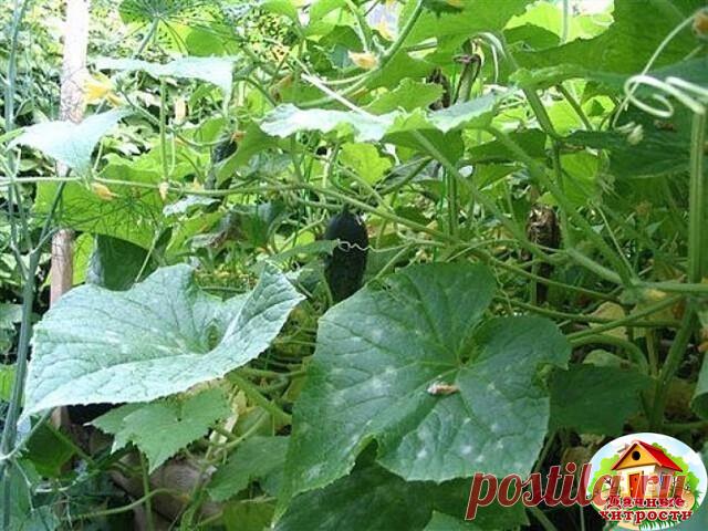 ОГУРЦЫ НЕ ХОТЯТ РАСТИ. ПРИЧИНЫ И РЕШЕНИЯ 

Существует множество причин: 
Причина может таится в сроках высадки. Увы, сейчас эту проблему исправить уже нельзя, но тем, кто собирается заняться выращиванием огурцов на следующий год, мы напомним, что высаживать их необходимо, когда среднесуточная температура за окном будет на уровне 10-15 градусов, ну а если семена перед посевом обработать раствором марганцовки, то растения, из них выращенные будут более здоровыми. 
Следующая ...