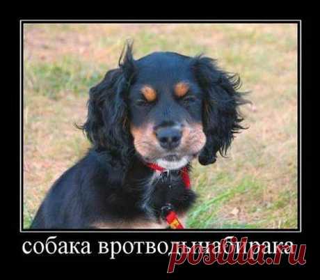сабака