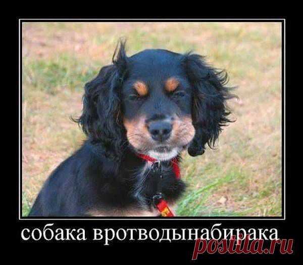 сабака