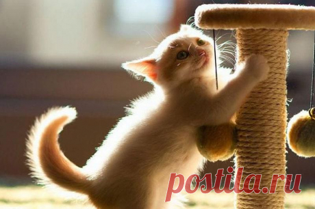 Как приучить котенка к когтеточке &amp;raquo; Кумушка.com