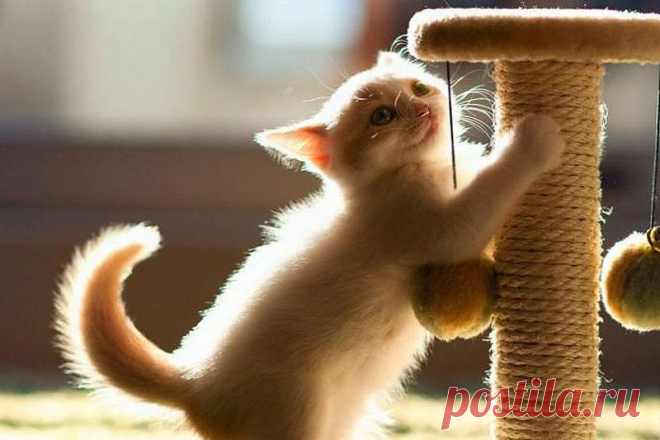 Как приучить котенка к когтеточке &raquo; Кумушка.com
