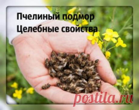 Пчелиный подмор. Целебные свойства и противопоказания