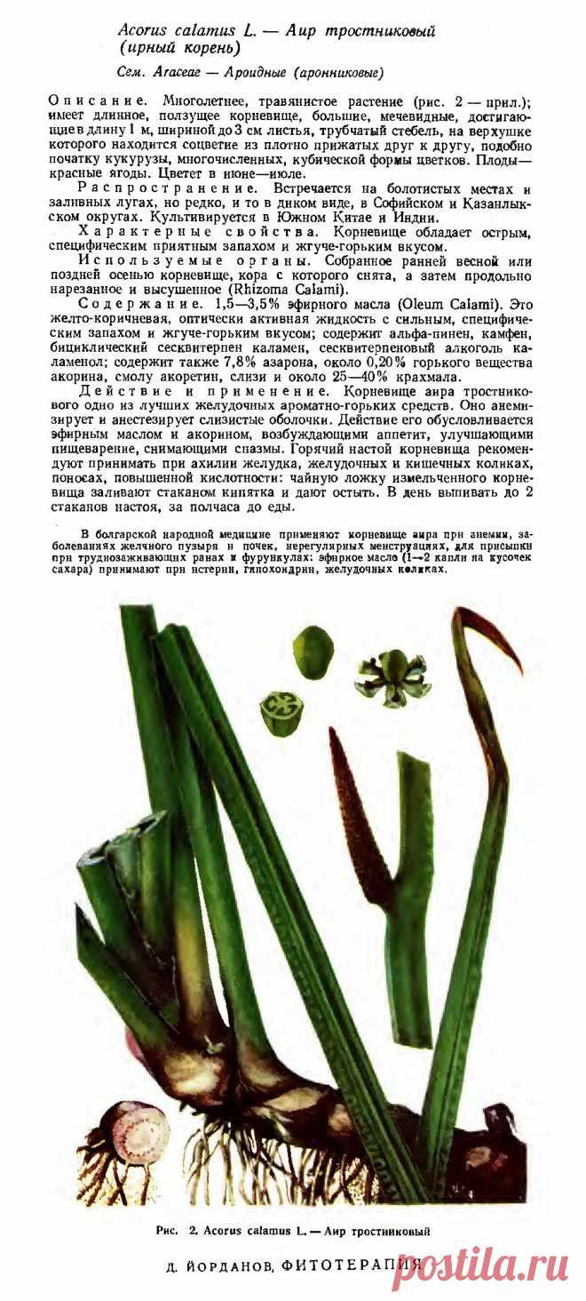 Аир тростниковый (ирный корень)