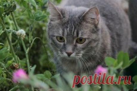 Фотоконкурс «Уши, лапы, хвост»