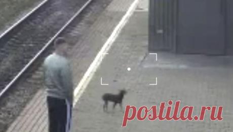 Собака потерялась во время остановки поезда и вернулась к хозяйке через две недели. Пассажирке поезда, потерявшей собаку во время короткой стоянки в сибирском городе, вернули питомца. Об этом рассказали в новостном Telegram-канале РЖД. Пассажирка Светлана вышла из поезда Владивосток - Москва на вокзал в Канске ...