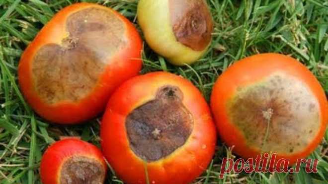 Болезни томатов. Вершинная гниль на помидорах и борьба с ними