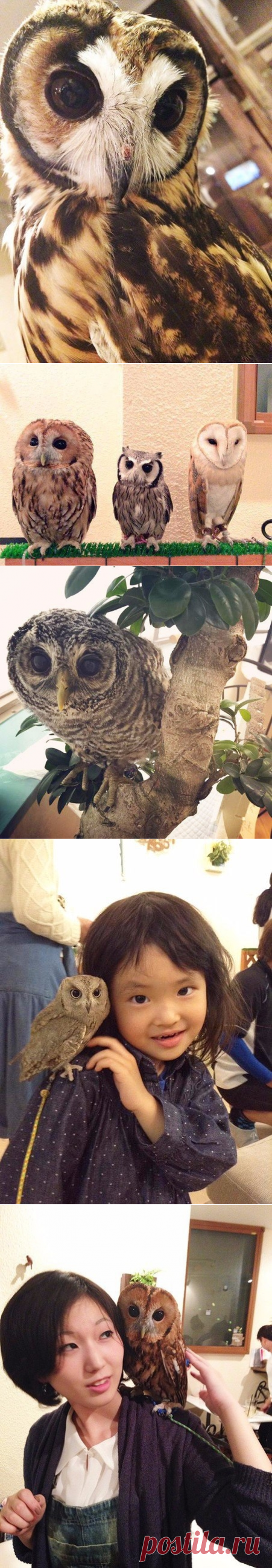 Совиное кафе Ikefukurou в Токио, Япония - Путешествуем вместе