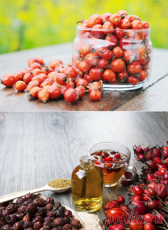 Шиповник – 10 удивительных свойств