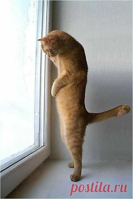 Юмор с пушистым хвостом! Подборка фото для поднятия настроения: в объективе смешные котики! | 😺 ПетКлаб | Яндекс Дзен